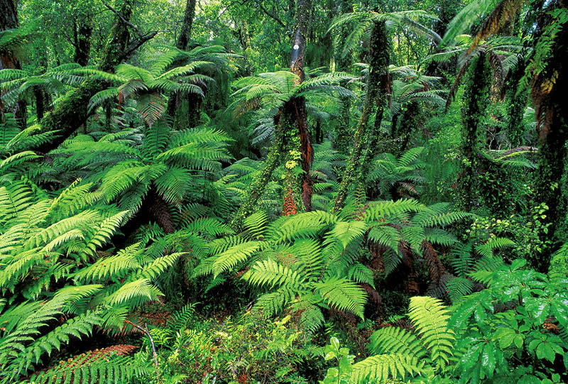 HIDDEN FOREST