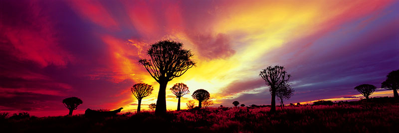 OUT OF AFRICA