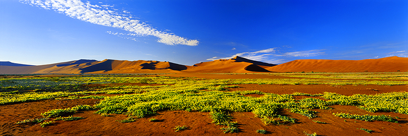 NAMIB DESERT GARDEN