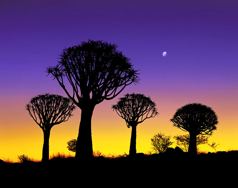 KALAHARI SILHOUETTE