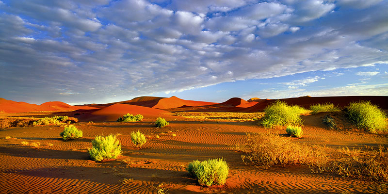 VIVID DESERT