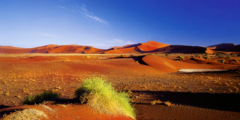 LIFE IN THE DESERT