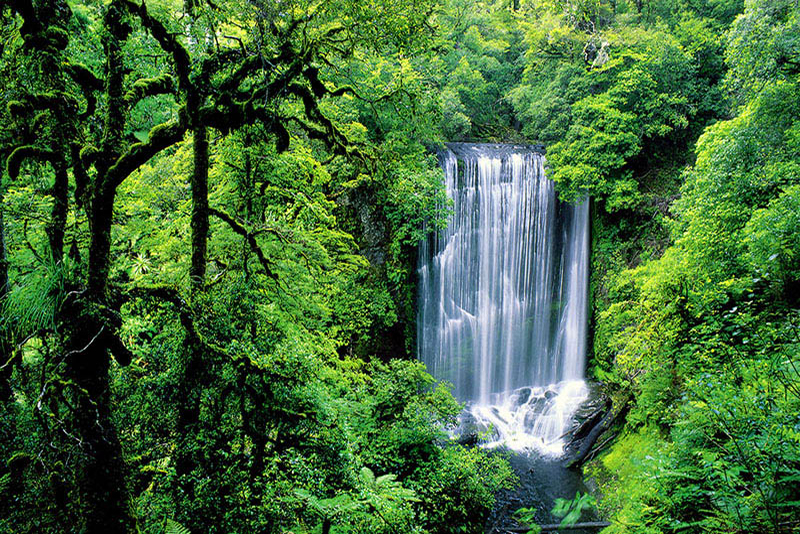 FOREST TEARS