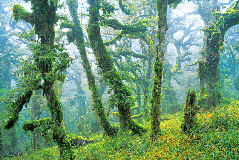 TE UREWERA FAIRYTALE