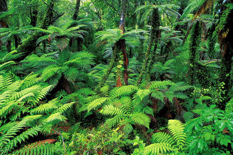 HIDDEN FOREST
