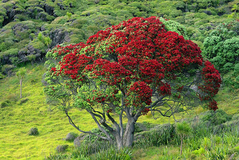 POHUTUKAWA BLOSSOM