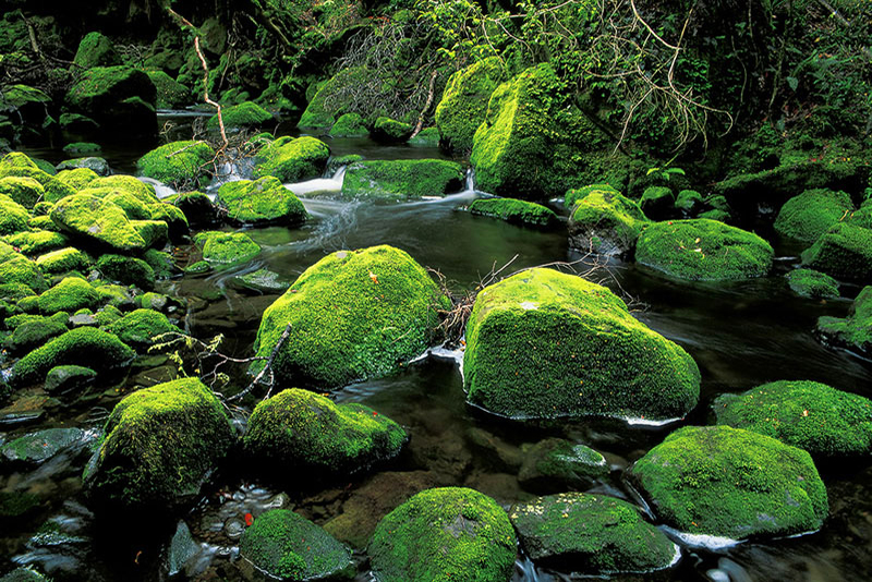 PEACEFUL WATERS