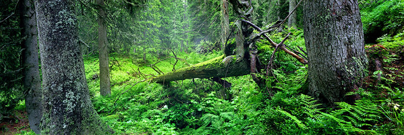 FOREST MYTHOLOGY