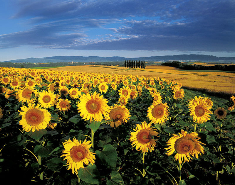 SUNFLOWER MELODY