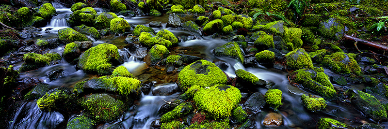 MOSSY GARDEN