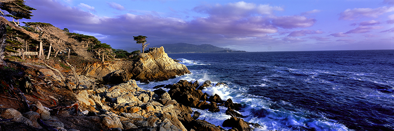 LONE CYPRESS