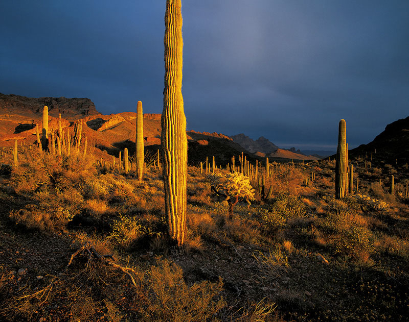 SONORA THUNDERSTORM