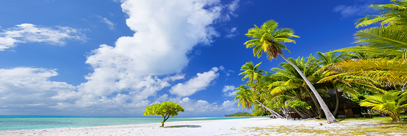 PARADISE FOUND