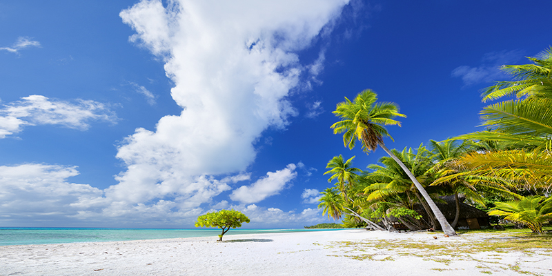PARADISE FOUND